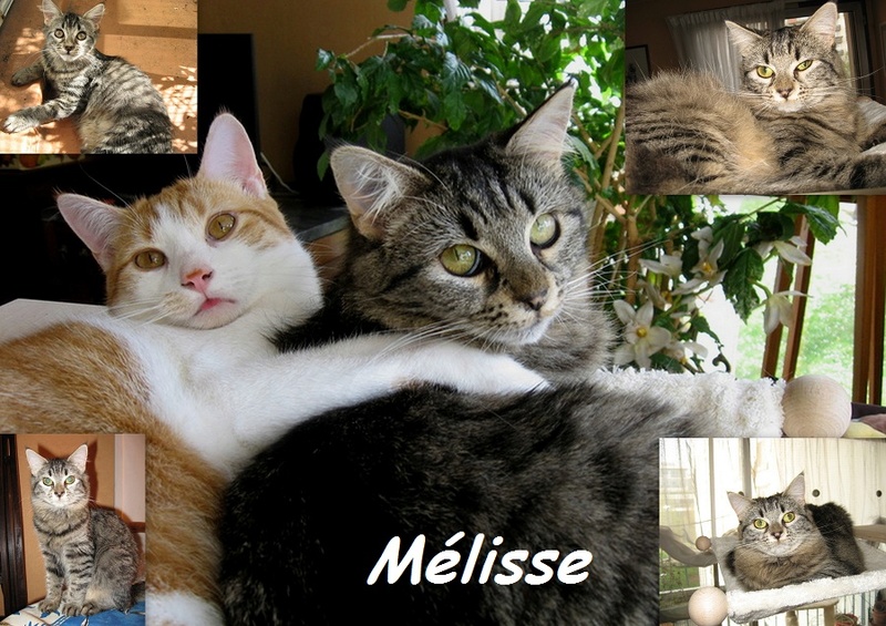 Mélisse